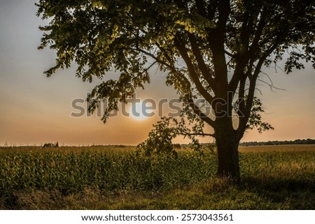 An old tree next to a cornfield on a hot muggy day at sunset.