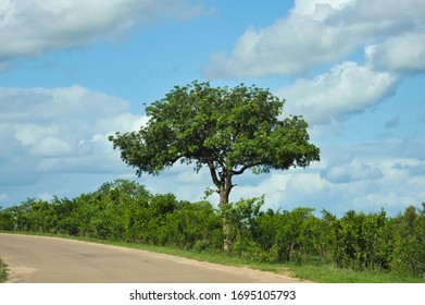 Old Tree On Kruger National Park Street Entrance