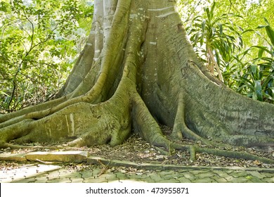 Old tree in a park with huge root system uprooting a pathway