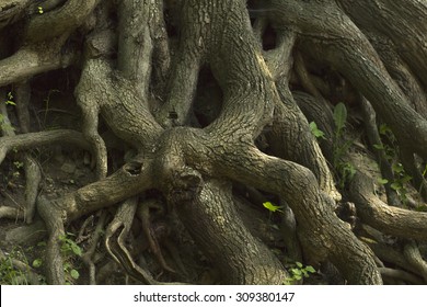 Old tree with roots 
