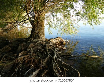 Old Tree With Roots Above The Ground In Tihany By Lake Balaton