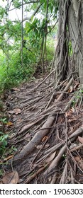 Old Tree Roots Of A Big Tree