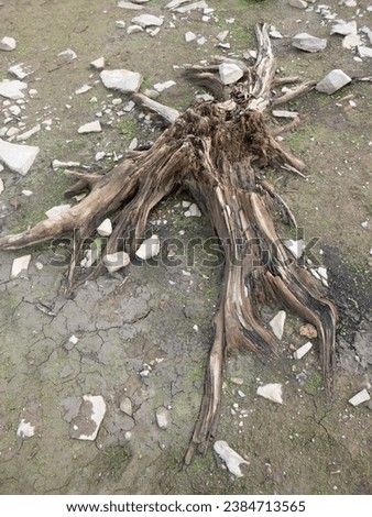 Old tree roots in the Edersee. Stock photo © 