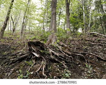 Old tree roots in the forest in spring time. Nature background. the roots of a tree.