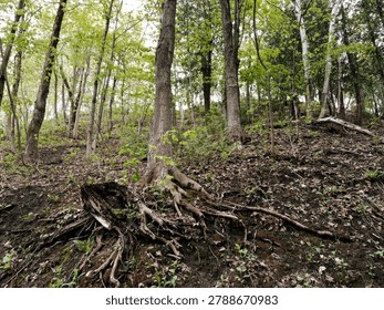 Old tree roots in the forest in spring time. Nature background. the roots of a tree.