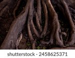 Old Tree roots texture background