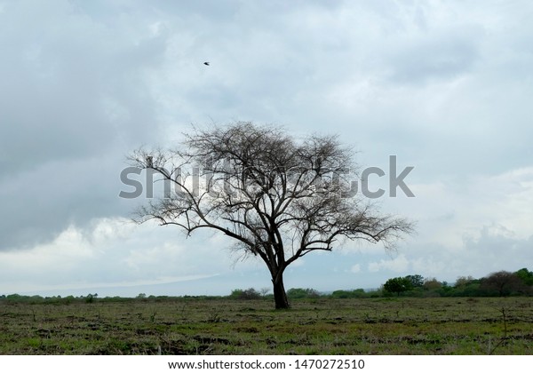 Old Tree Savana Bekol Taman Wisata Stock Photo Edit Now