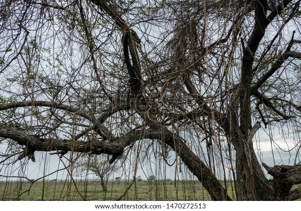Old Tree Savana Bekol Taman Wisata Stock Photo Edit Now Old Tree Savana Bekol Taman Wisata Stock Photo Edit Now