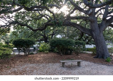 Old Tree And Shaded Bench At Congo Square In Treme Of New Orleans