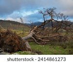 An old tree showing its roots, blown down due to high winds. The tree has fallen through a drystone wall in a British, upland landscape. This scenery is typical of Northern England.