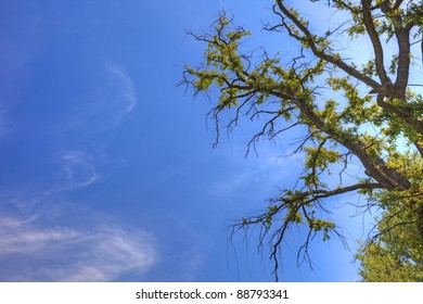 Old tree and sky as background with empty space for your design.