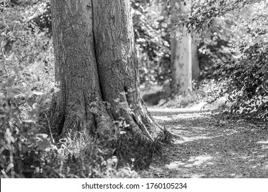 An old tree stands in the path