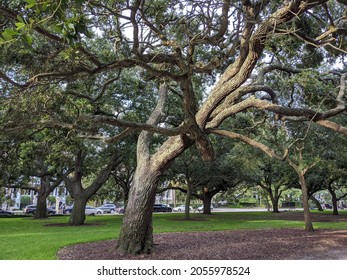 Old Tree Still Growing In Charleston, SC Park