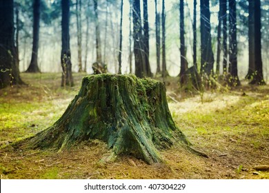 Old tree stump covered with moss in the coniferous forest, beautiful landscape.