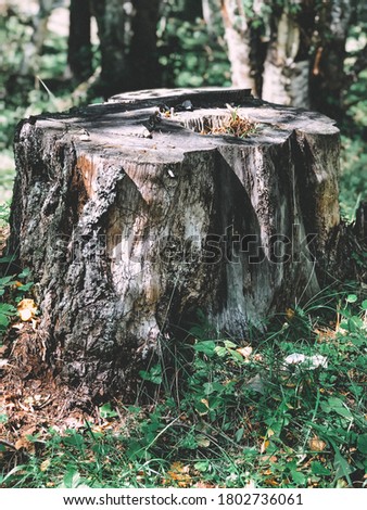old tree stump in the forest