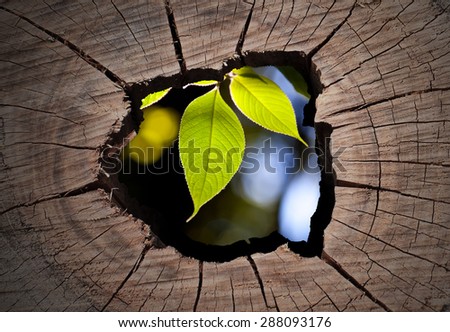 Old tree stump and isolated on middle part, green tree.