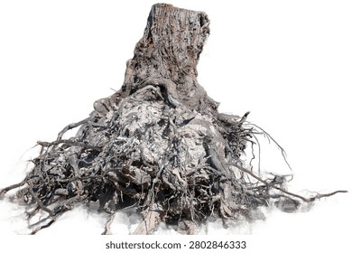 Old tree stump with large tangled roots isolated on white background