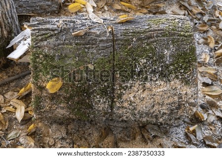Old tree stump with moss and fallen leaves in the autumn forest