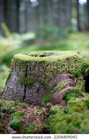 an old tree stump with moss in the forest