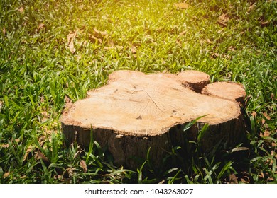 Old tree stump on green grass field, garden. The stump is surrounded by green grass field.