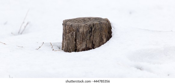 Old Tree Stump In Snow In Winter