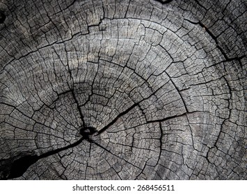 Old Tree Stump Texture Background