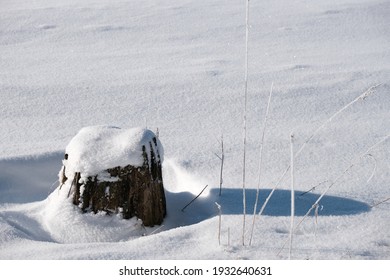 Old Tree Stump Under Snow On Winter Frosty Sunny Day.