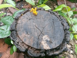 Old Tree Stump With Yellow Flower And Green Leaves In The Garden.