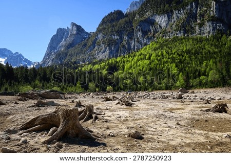 Old tree stumps on the dry bottom of a former alpine lake in Austria with mountains and forest in the background. Ecological landscape emphasizing drought, water scarcity and climate change impacts on nature.