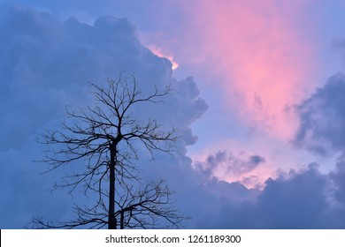 The old tree in sunset