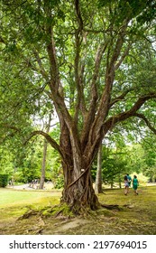 An Old Tree At Terra Nostra Gardens, São Miguel Island, Azores