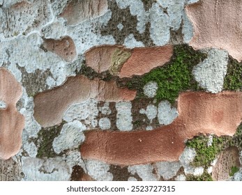 Old tree texture with moss background wallpaper.