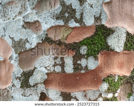 Old tree texture with moss background wallpaper.