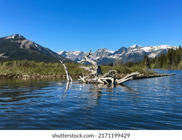 An Old Tree That Has Become Driftwood In A Clear Mountain Lake. 