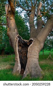 An old tree that has been struck by lightning. The burnt tree is protected by a fence. Tree is in The Knoll, a PUBLIC PARK in Hayes, Kent, UK. Hayes is in the Borough of Bromley in Greater London.