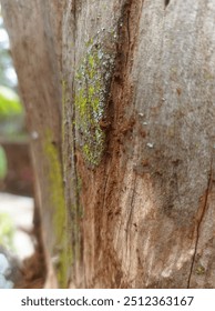 an old tree that refuses to grow old