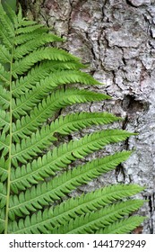 Old tree trunk as background for large green fern that leans against it as it grows.