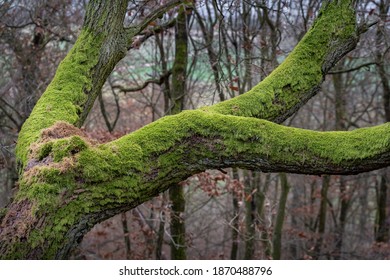 Old tree trunk and branches covered by green moss in autumn
