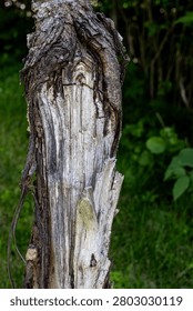 old tree trunk, broken trunk of an old tree, broken trunk .