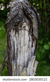 old tree trunk, broken trunk of an old tree, broken trunk .