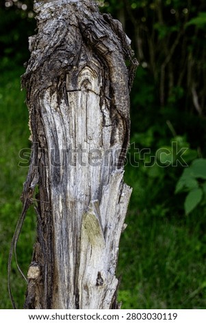old tree trunk, broken trunk of an old tree, broken trunk .