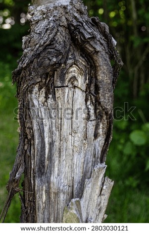 old tree trunk, broken trunk of an old tree, broken trunk .
