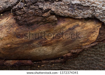 old tree trunk with brown patterns and partly peeled bark forest background for design