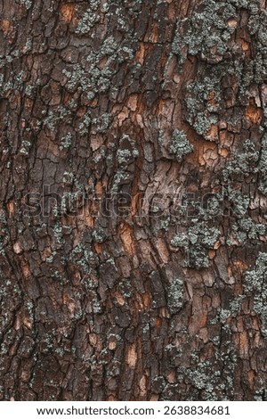 Old tree trunk crust as rough natural organic texture, vertical image