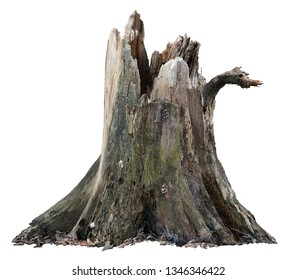 Old tree trunk. Dead tree isolated on white background. Barn tree. Stump isolated. - Powered by Shutterstock