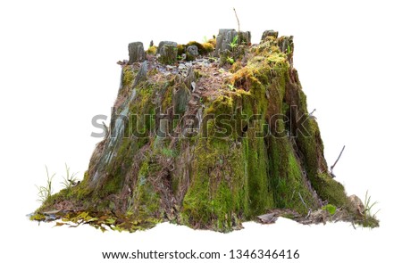 Old tree trunk. Dead tree isolated on white background. Barn tree. Stump isolated.