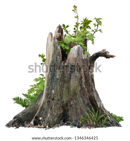 Old tree trunk. Dead tree isolated on white background. Barn tree. Stump isolated.