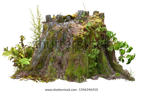 Old tree trunk. Dead tree isolated on\
white background. Barn tree. Stump\
isolated.