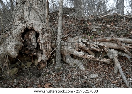 Old tree trunk with exposed roots and a cavernous opening on side of hill