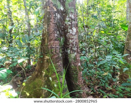 Old tree trunk with green moss and buttress roots in a tropical rainforest